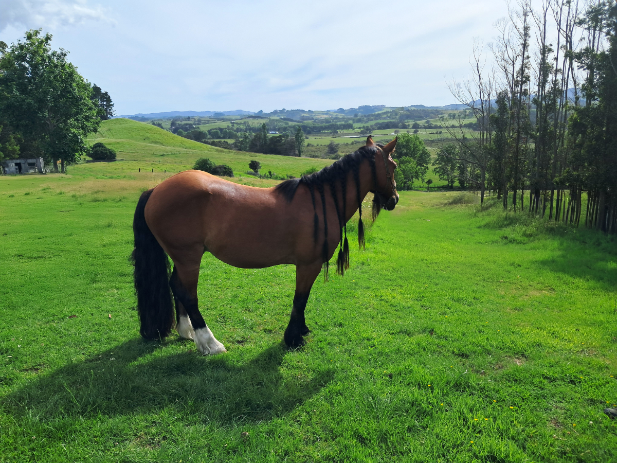 MAGIC MATAKANA ESCAPE